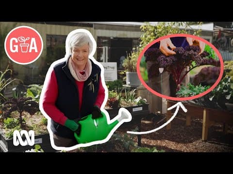 วิธีปลูกเคลให้งอกงาม จากช่อง Gardening Australia